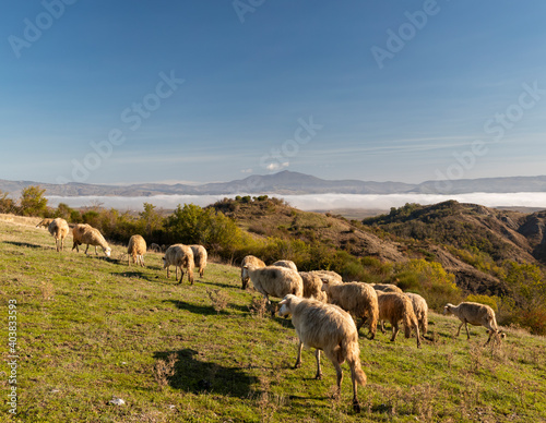 Grazing sheep in the fields of Tuscany, Italy
