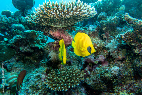 Fototapeta Naklejka Na Ścianę i Meble -  bright beautiful fish of the Red Sea in a natural environment on a coral reef