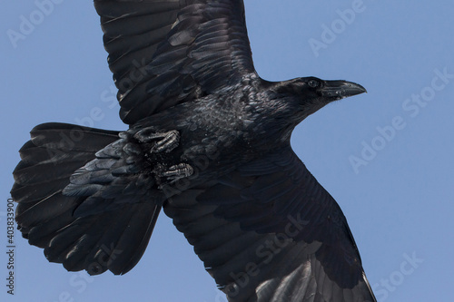 Raaf, Common Raven, Corvus corax photo