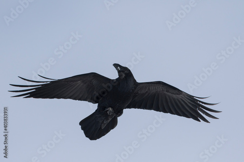 Raaf, Common Raven, Corvus corax photo