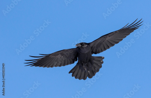 Raaf, Common Raven, Corvus corax © AGAMI
