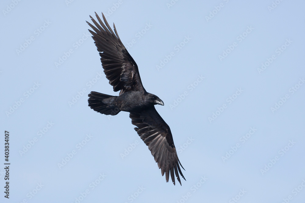 Common Raven, raaf, Corvus corax ssp. hispanus Common Raven, raaf, Corvus corax ssp. hispanus