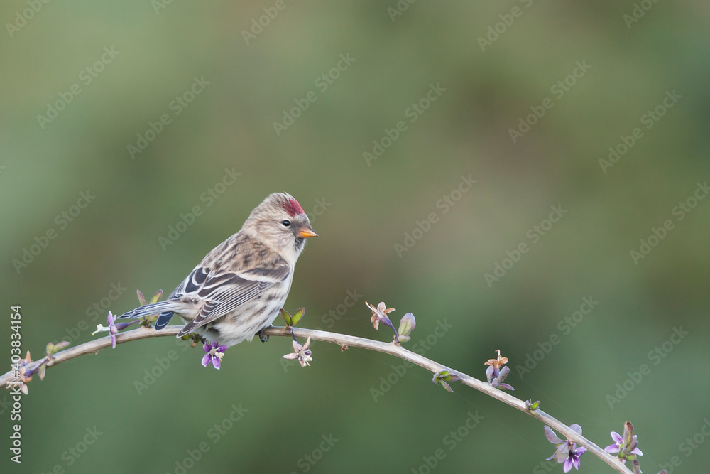 Grote Barmsijs, Mealy Redpoll, Carduelis flammea flammea Grote Barmsijs, Mealy Redpoll, Carduelis flammea flammea