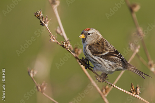 Grote Barmsijs, Mealy Redpoll, Carduelis flammea flammea photo