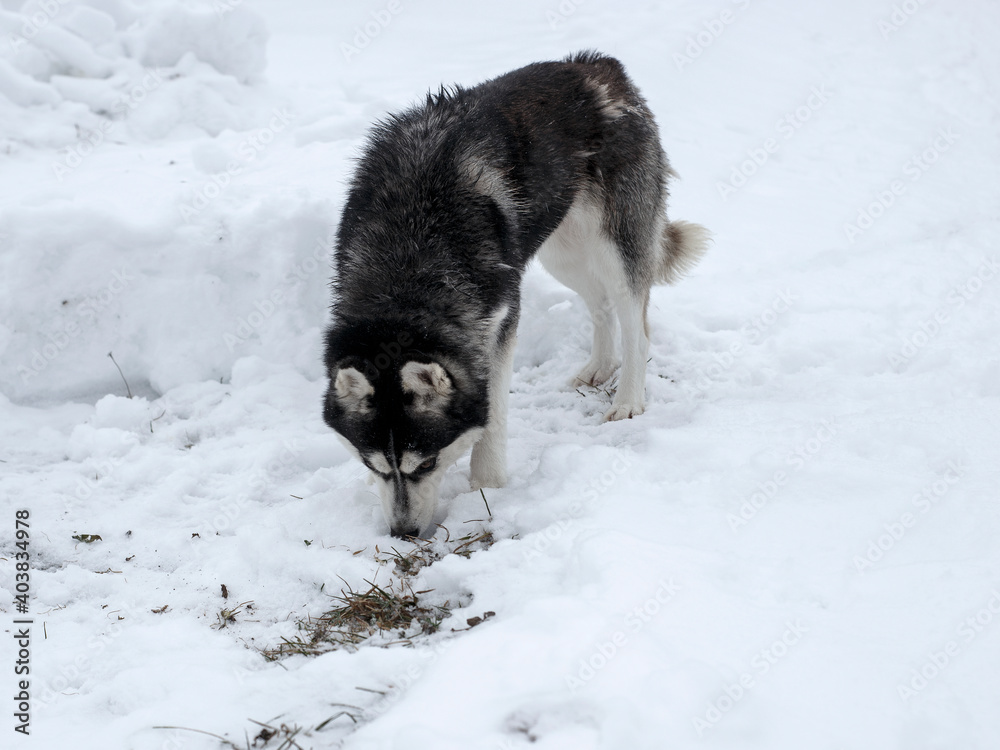 Naklejka premium Husky dog sniffs marks left by someone in snow