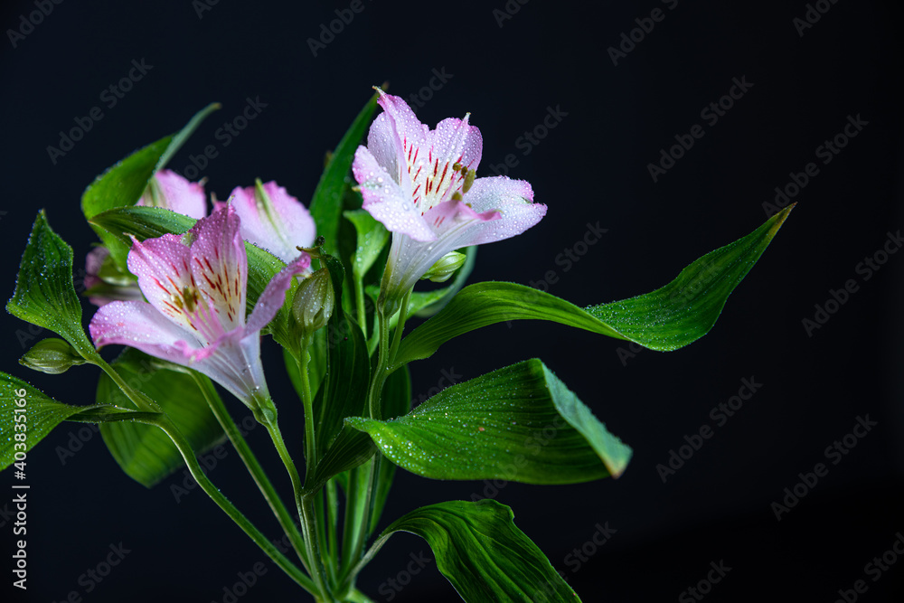 Naklejka premium Fragile pink Alstroemeria (Peruvian lily)