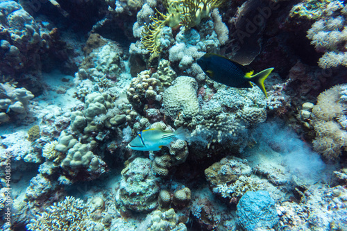 Fototapeta Naklejka Na Ścianę i Meble -  bright beautiful fish of the Red Sea in a natural environment on a coral reef
