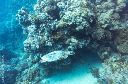 turtle swims between coral reefs