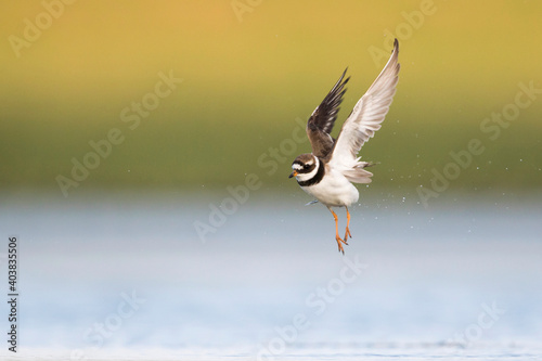 Tablou pe pânză Bontbekplevier, Common Ringed Plover, Charadrius hiaticula