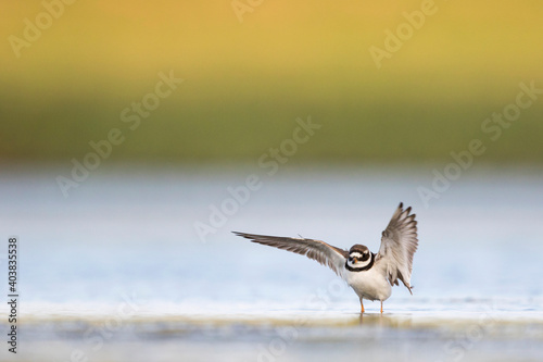 Bontbekplevier, Common Ringed Plover, Charadrius hiaticula © AGAMI