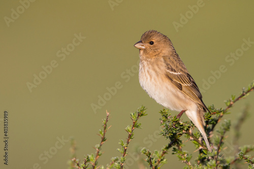 Roodmus, Common Rosefinch, Carpodacus erythrinus ferghanensis