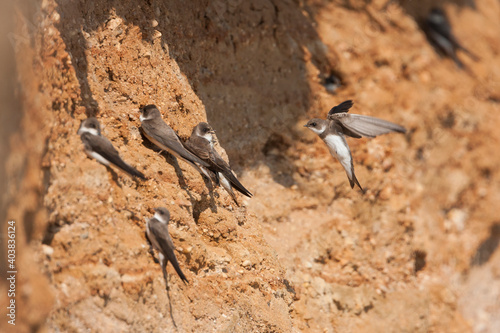 Oeverzwaluw, Sand Martin, Riparia riparia riparia photo