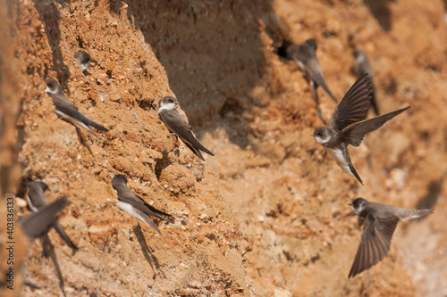 Oeverzwaluw, Sand Martin, Riparia riparia riparia photo