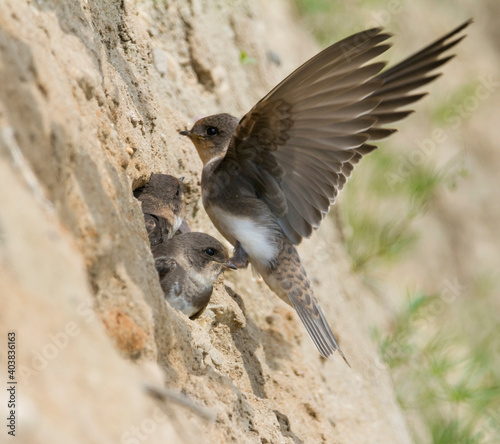 Oeverzwaluw, Sand Martin, Riparia riparia riparia photo