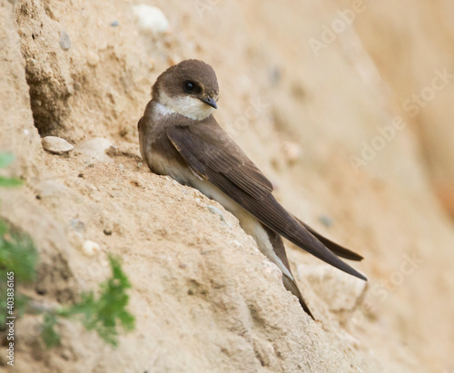 Oeverzwaluw, Sand Martin, Riparia riparia riparia photo