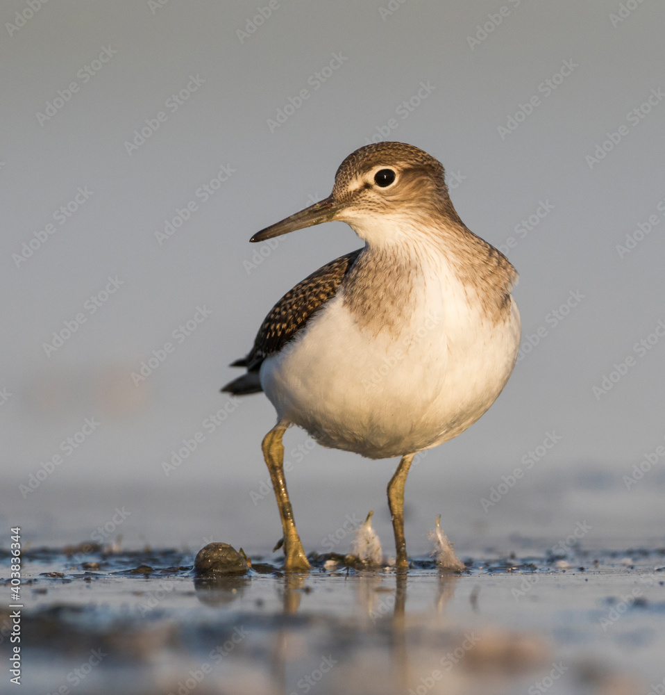 Oeverloper, Common Sandpiper, Actitis hypoleucos Oeverloper, Common Sandpiper, Actitis hypoleucos