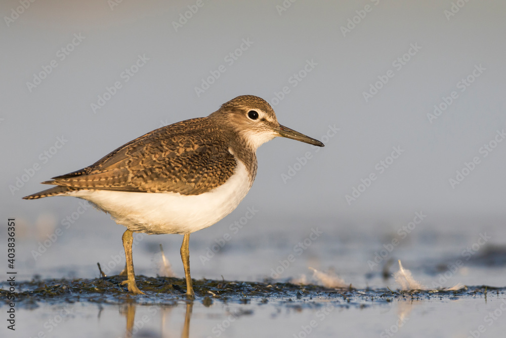 Oeverloper, Common Sandpiper, Actitis hypoleucos Oeverloper, Common Sandpiper, Actitis hypoleucos