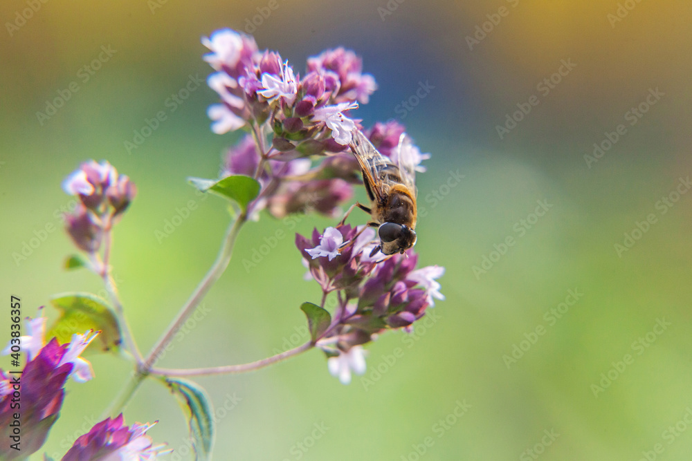 Honey bee covered with yellow pollen drink nectar, pollinating pink flower. Inspirational natural floral spring or summer blooming garden or park background. Life of insects. Macro close up. Honey bee covered with yellow pollen drink nectar, pollinating pink flower. Inspirational natural floral spring or summer blooming garden or park background. Life of insects. Macro close up.