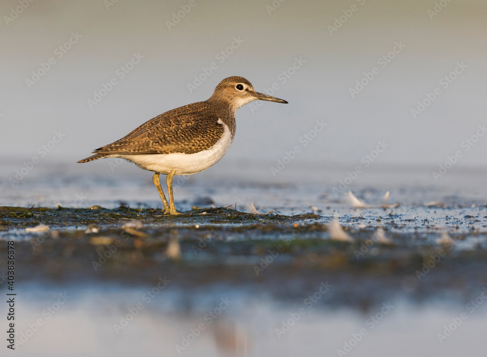 Oeverloper, Common Sandpiper, Actitis hypoleucos Oeverloper, Common Sandpiper, Actitis hypoleucos