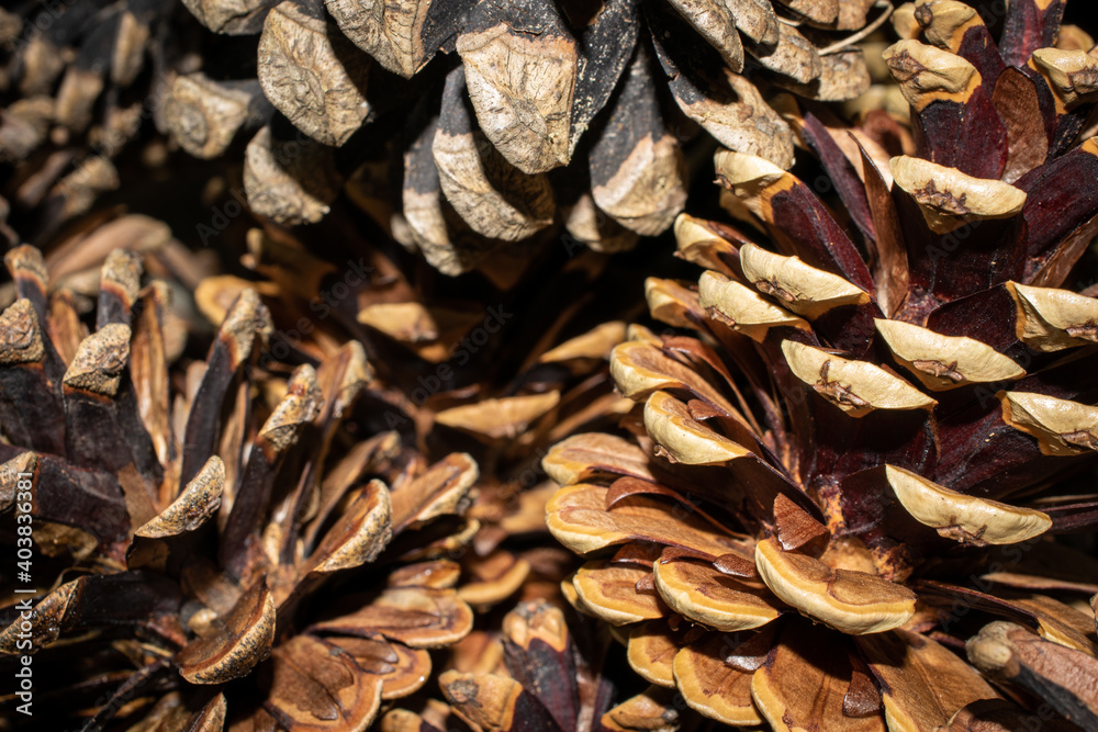 brown pine cones macro photo. background or textura brown pine cones macro photo. background or textura