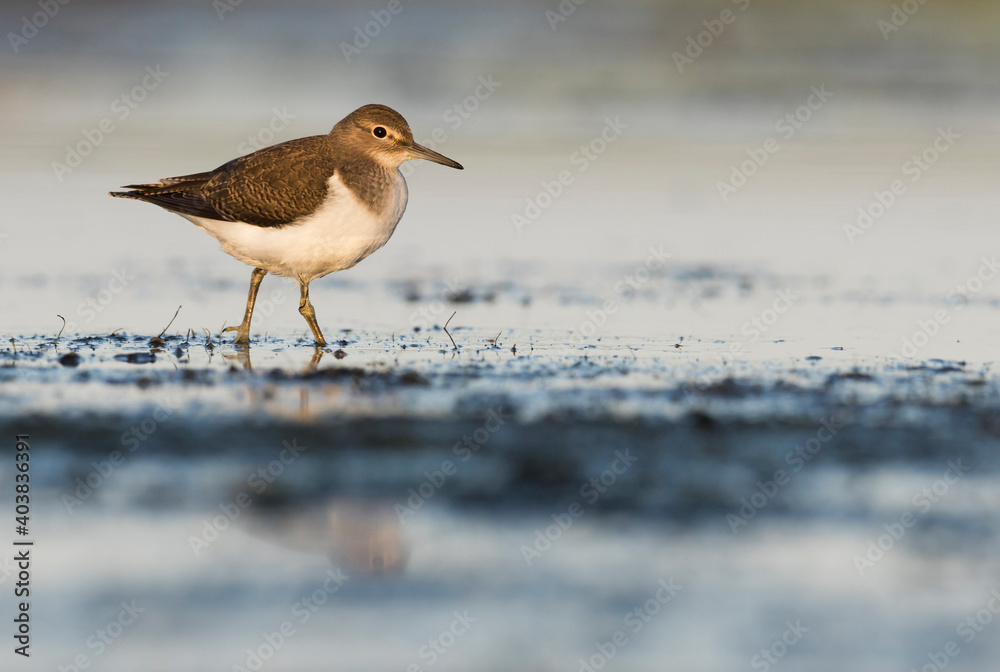 Oeverloper, Common Sandpiper, Actitis hypoleucos Oeverloper, Common Sandpiper, Actitis hypoleucos