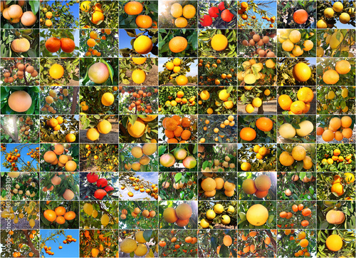 Citrus various fruit grow on a the tree branches in the agricultural plantation. Set