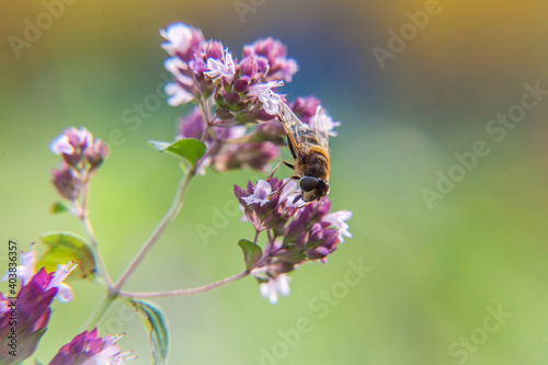 Honey bee covered with yellow pollen drink nectar, pollinating pink flower. Inspirational natural floral spring or summer blooming garden or park background. Life of insects. Macro close up.