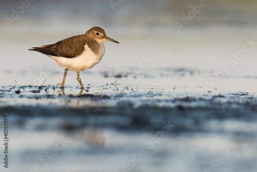 Oeverloper, Common Sandpiper, Actitis hypoleucos photo