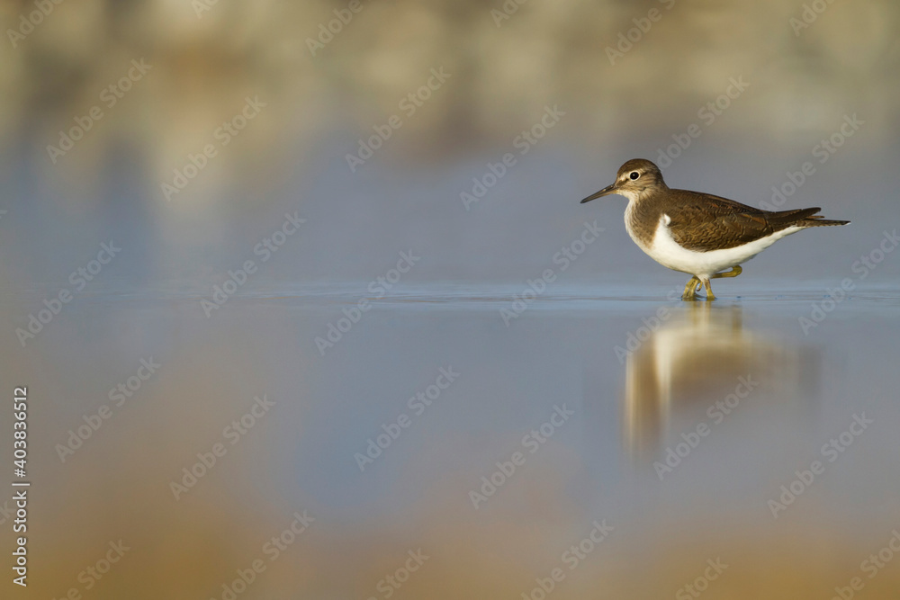 Oeverloper, Common Sandpiper, Actitis hypoleucos Oeverloper, Common Sandpiper, Actitis hypoleucos