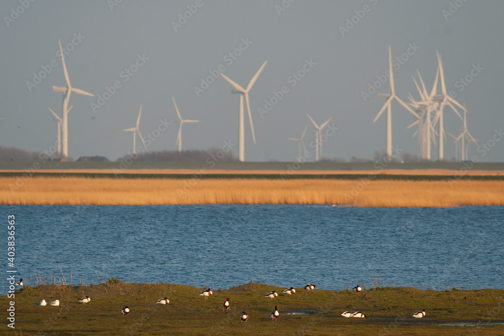 Bergeend, Common Shelduck, Tadorna tadorna