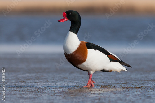 Obraz na płótnie Bergeend, Common Shelduck, Tadorna tadorna w salonie