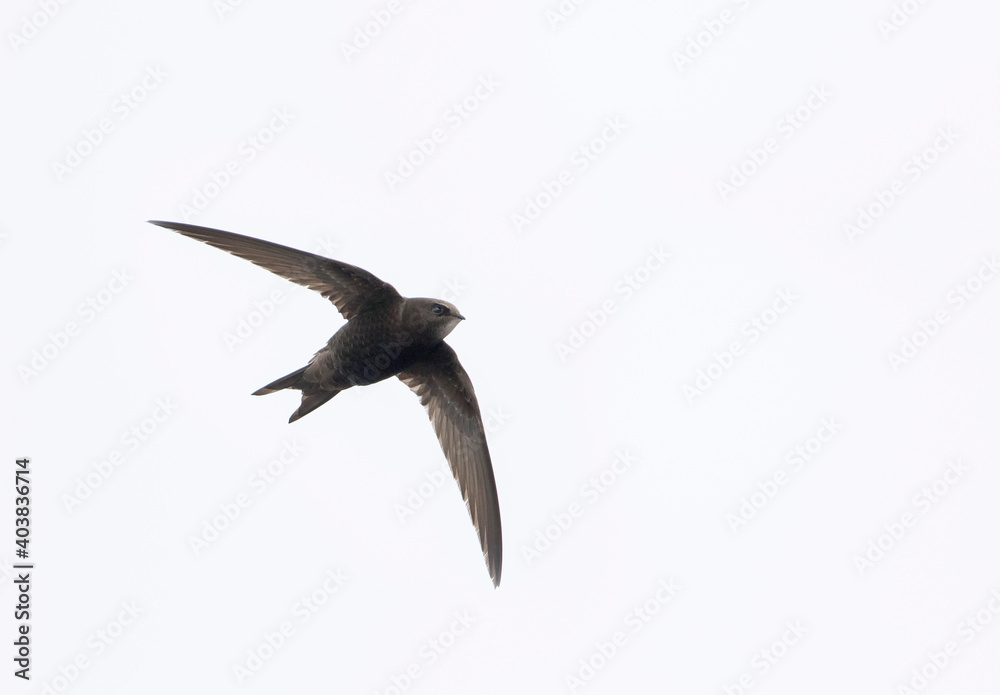Gierzwaluw, Common Swift, Apus apus