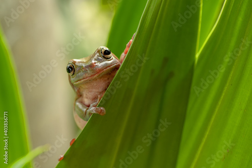 White lipped tree frog on the leaf