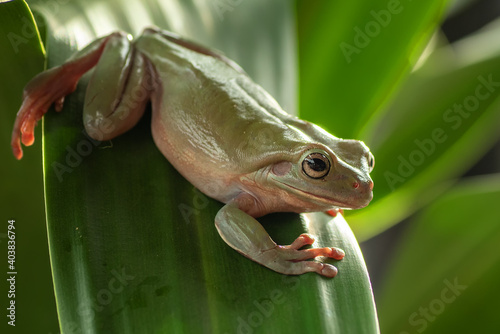 White lipped tree frog on the leaf photo