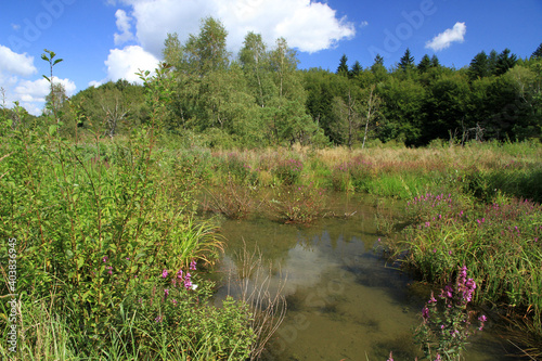 Fototapeta Naklejka Na Ścianę i Meble -  Backwaters of the Jasiolka river in Jasiel - former and abandoned village in Low Beskids, Poland