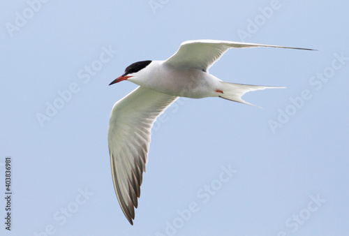 Visdief  Common Tern  Sterna hirundo minussensis