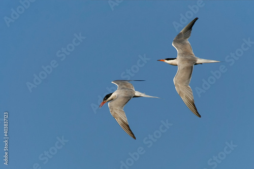 Visdief, Common Tern, Sterna hirundo hirundo photo