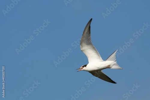 Visdief, Common Tern, Sterna hirundo hirundo photo