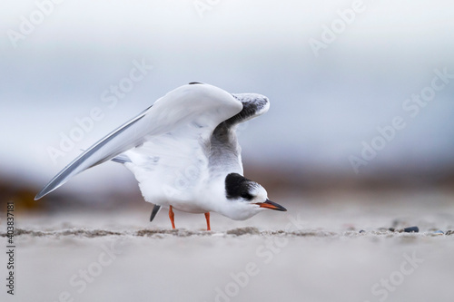 Visdief, Common Tern, Sterna hirundo hirundo photo