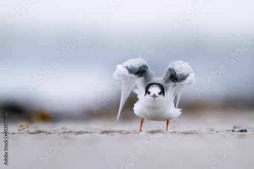 Visdief, Common Tern, Sterna hirundo hirundo photo