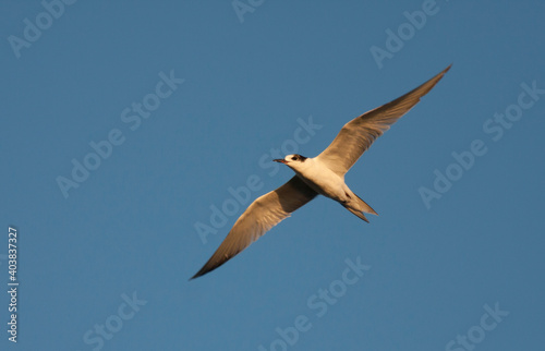 Visdief, Common Tern, Sterna hirundo hirundo © AGAMI
