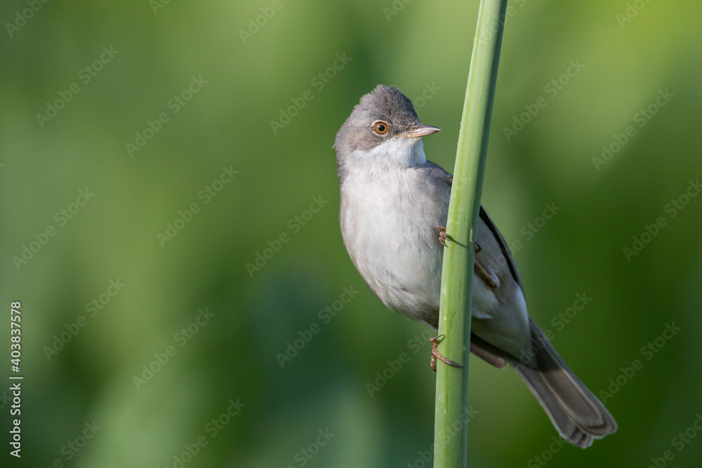 Fototapeta premium Grasmus, Common Whitethroat, Sylvia communis rubicola