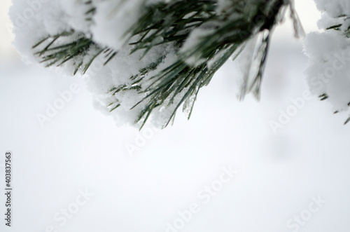snow covered branches of pine