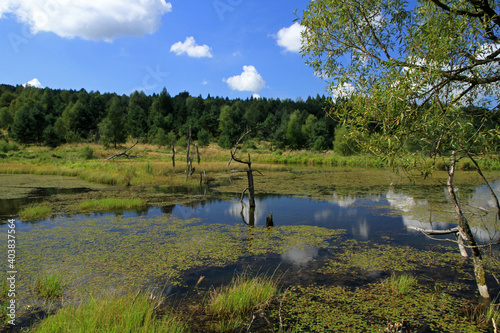 Fototapeta Naklejka Na Ścianę i Meble -  Backwaters of the Jasiolka river in Jasiel - former and abandoned village in Low Beskids, Poland