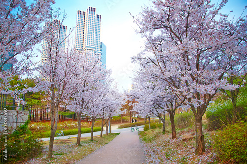 cherry blossoms 6