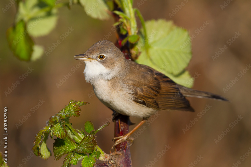 Grasmus, Common Whitethroat, Sylvia communis communis