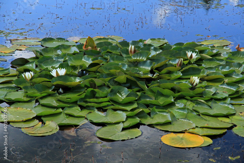Fototapeta Naklejka Na Ścianę i Meble -  Water lily in the pond - Backwaters of the Jasiolka river in Jasiel - former and abandoned village in Low Beskids, Poland