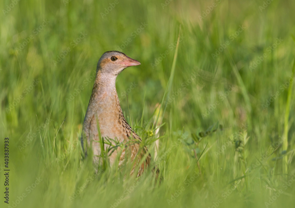 Kwartelkoning, Corncrake, Crex crex