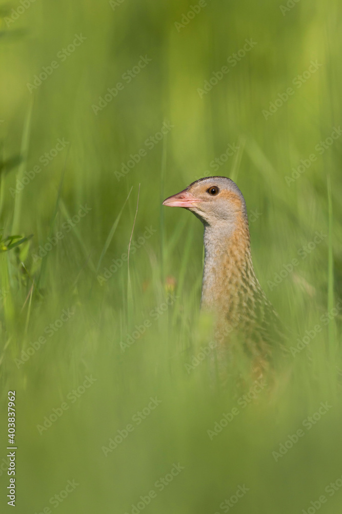 Obraz premium Kwartelkoning, Corncrake, Crex crex