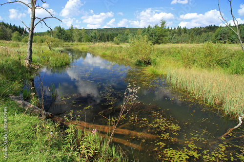 Fototapeta Naklejka Na Ścianę i Meble -  Backwaters of the Jasiolka river in Jasiel - former and abandoned village in Low Beskids, Poland